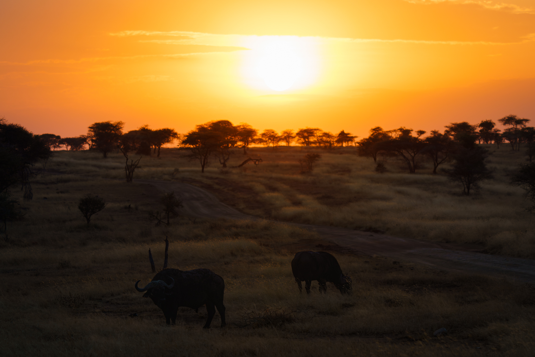 all'alba con in bufali
