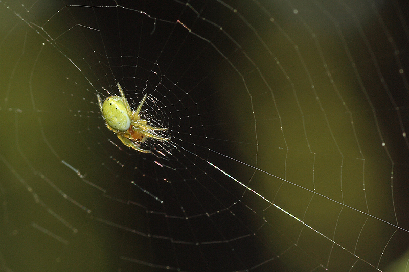 in attesa di una preda