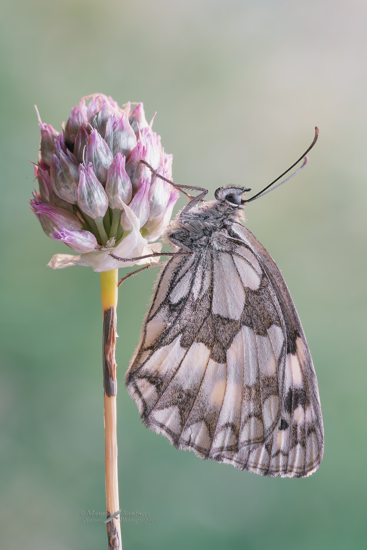 Melanargia-russiae_DSC08457