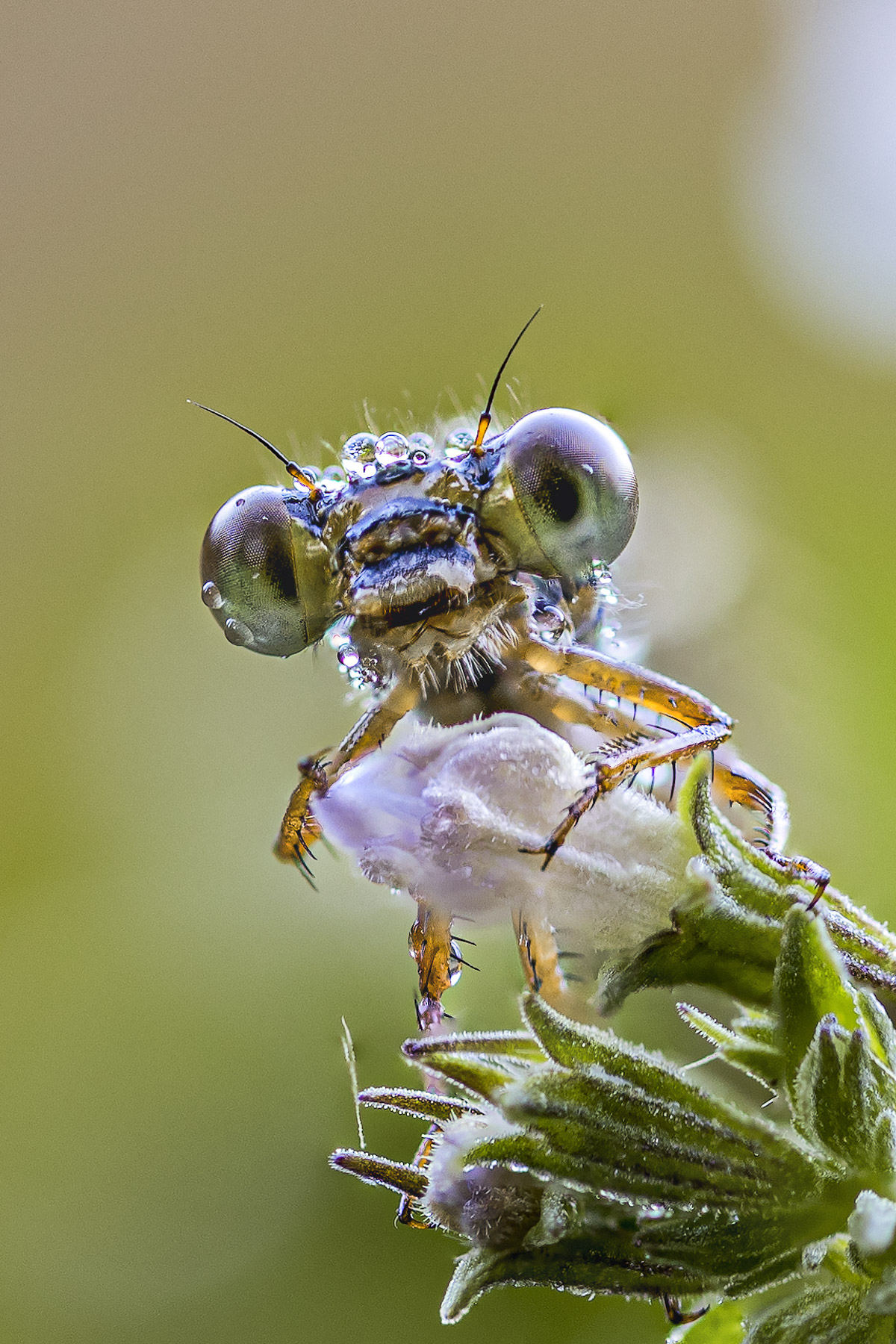 Ritratto di "Damigella"