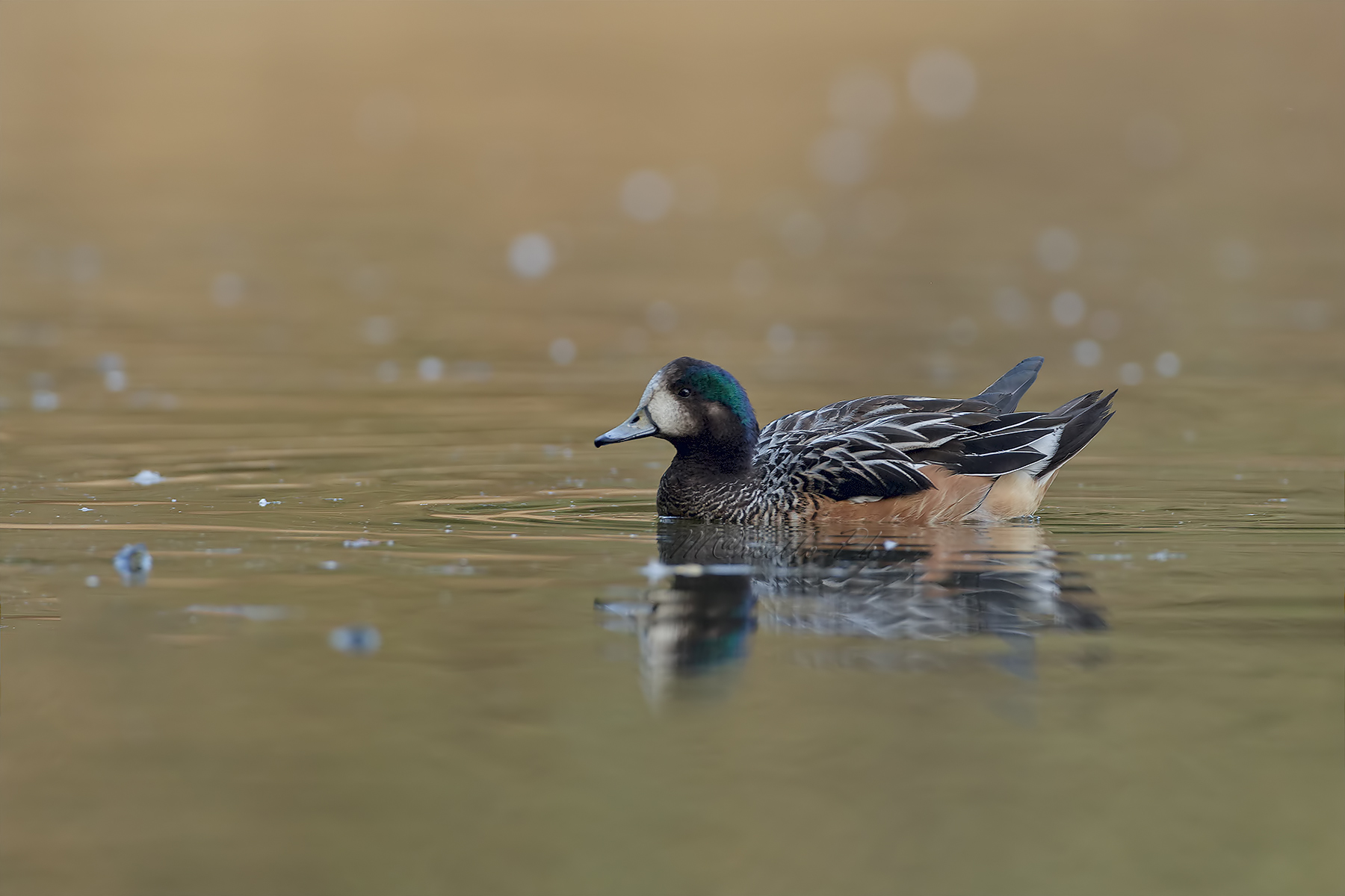 Fischione Cileno maschio