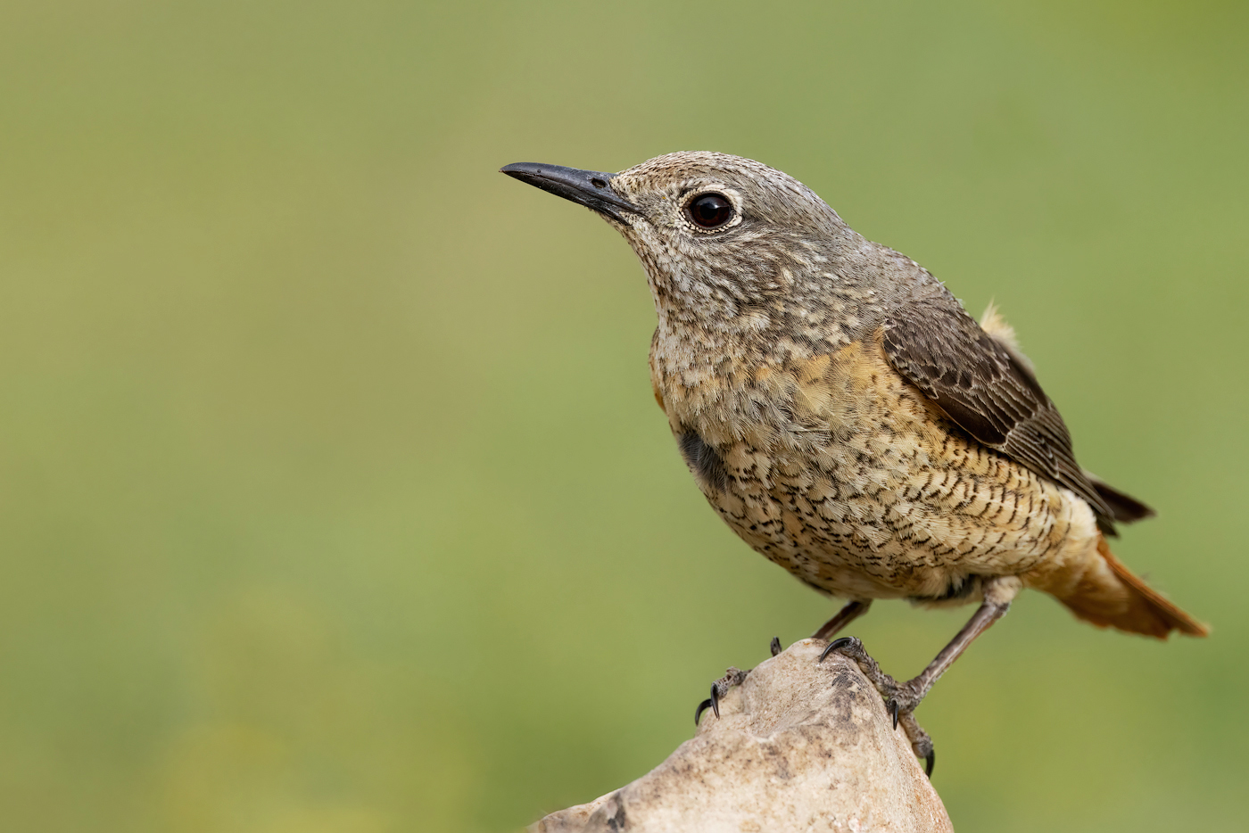 Codirossone (Monticola saxatilis)