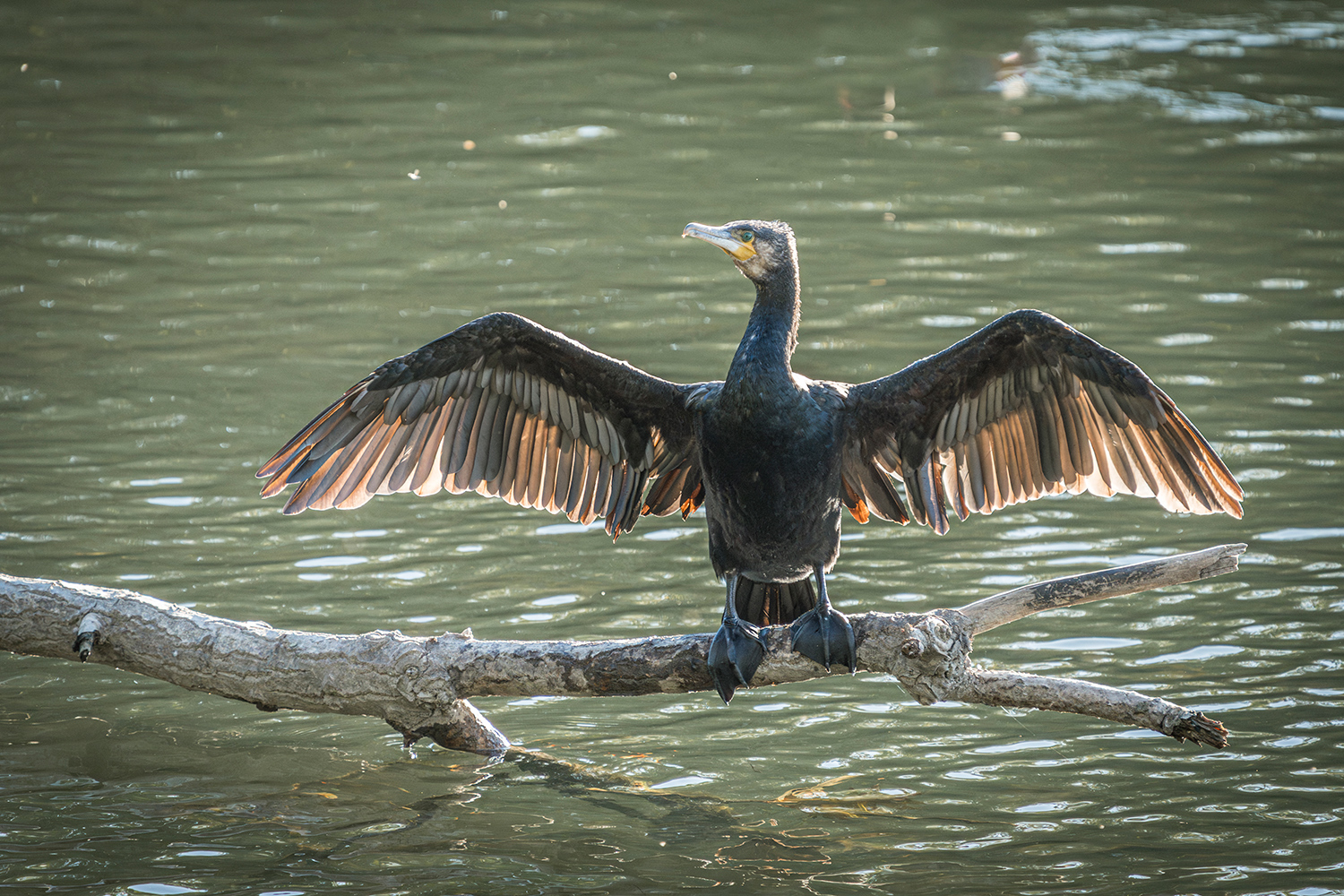 Cormorano