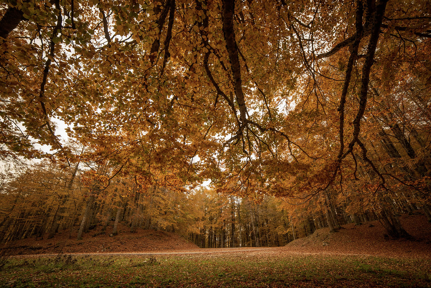 Foliage_Autunno_Nov2023_1