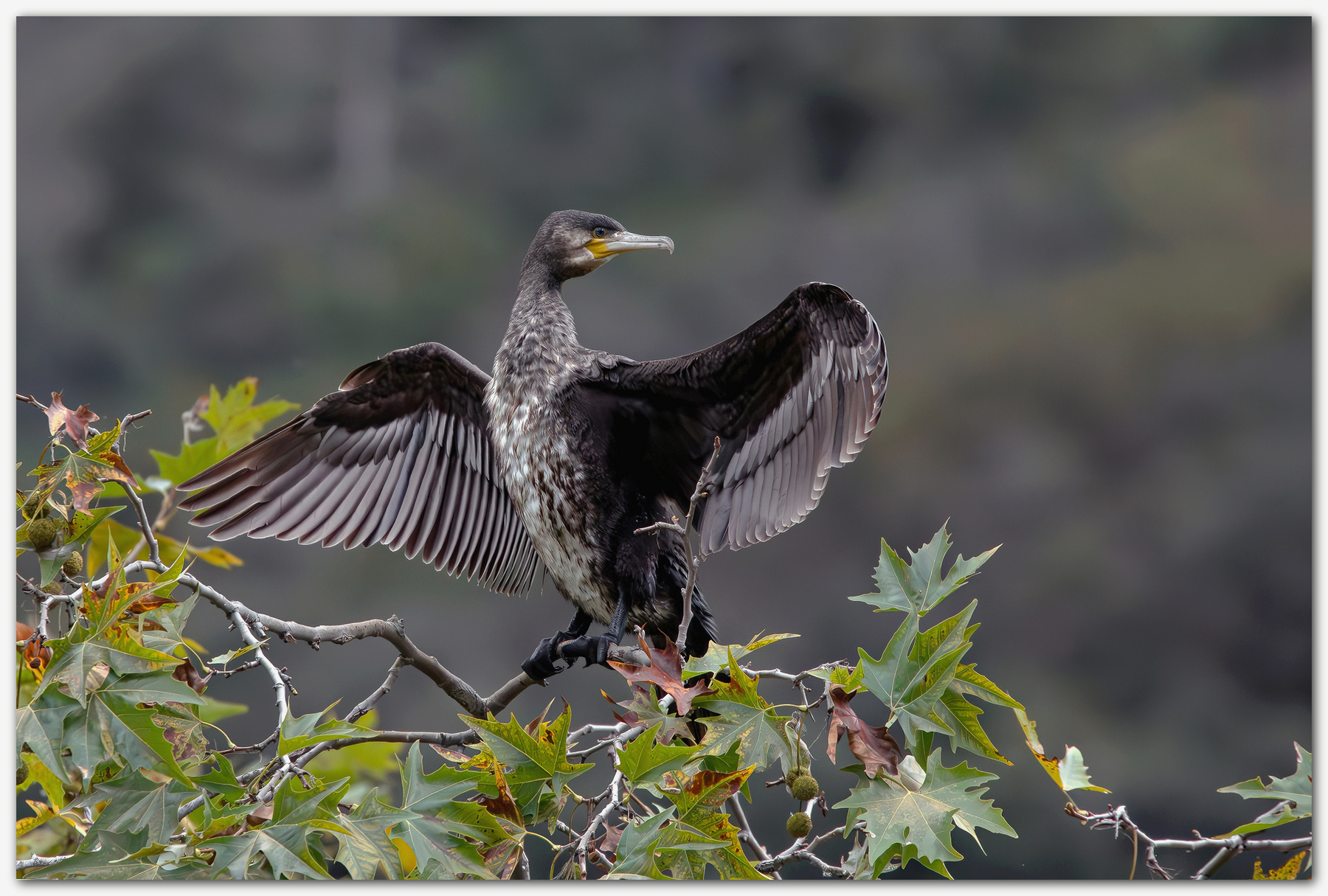 Cormorano in asciugatura.