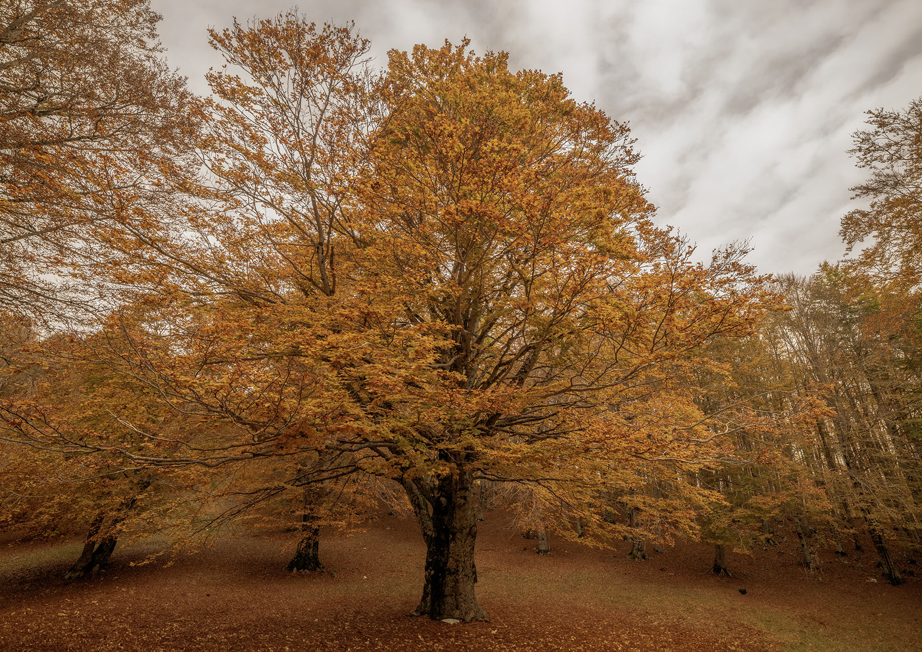 L'albero piu' bello...