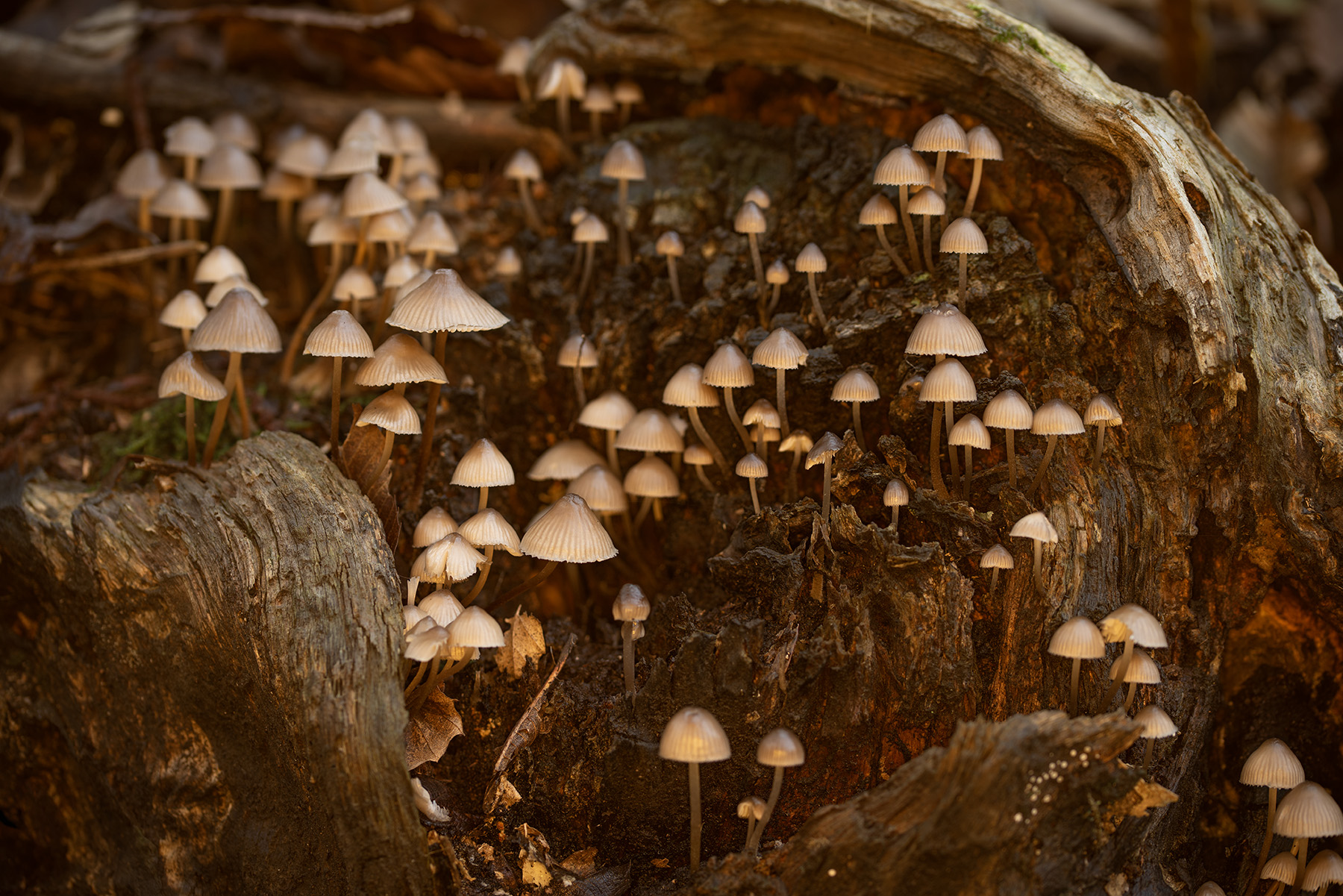 Sottobosco_Nov2023_2