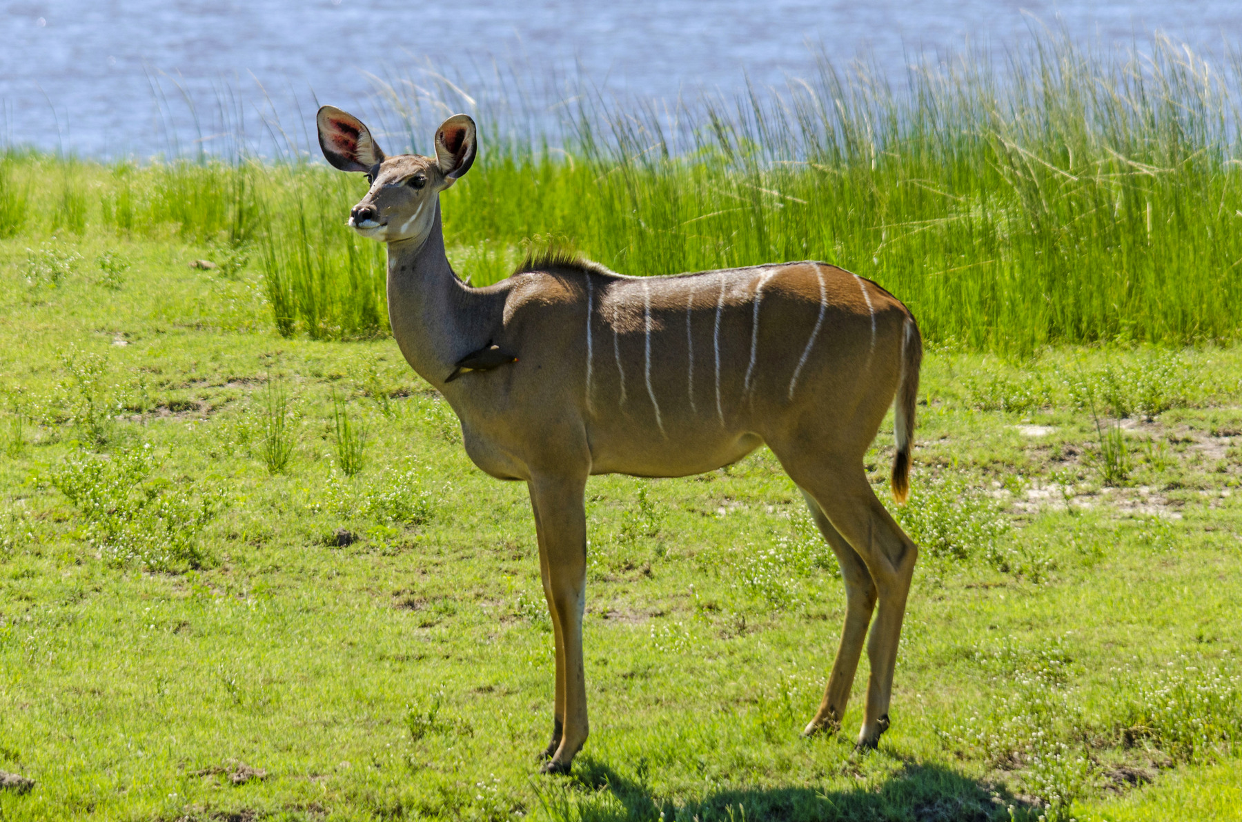 Kudu femmina in toilettatura