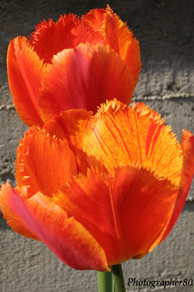 tulipani