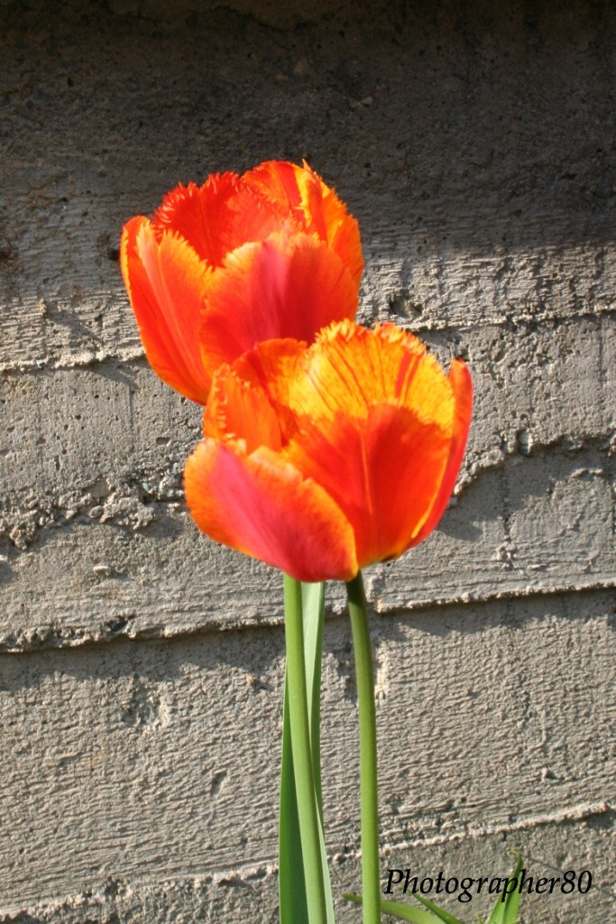 Tulipani gialli