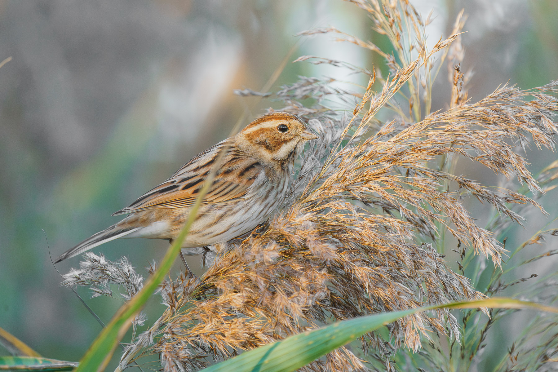 migliarino di palude