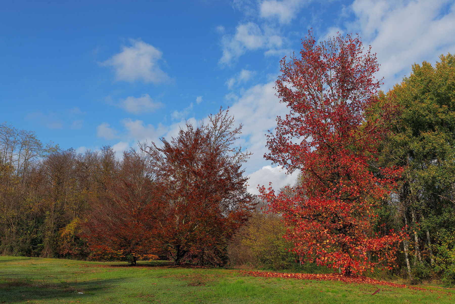 Colori-autunnali_DSC1361