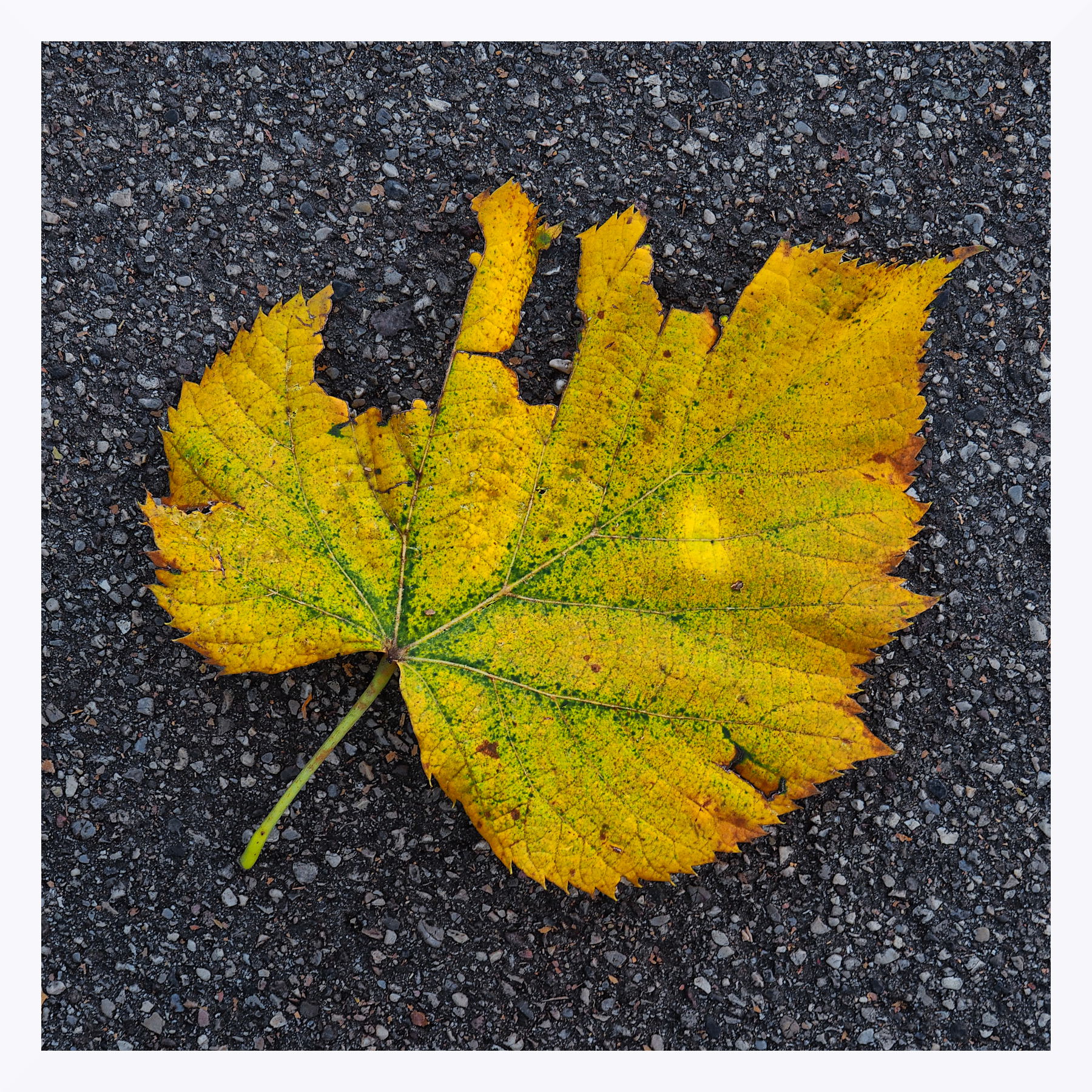 essenza d'autunno sull'asfalto