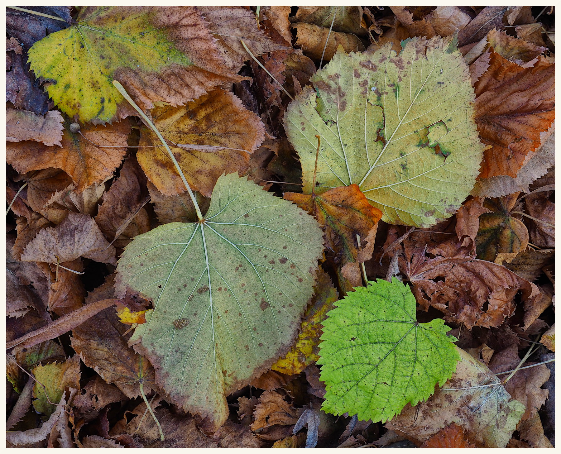 Guardando a terra di novembre