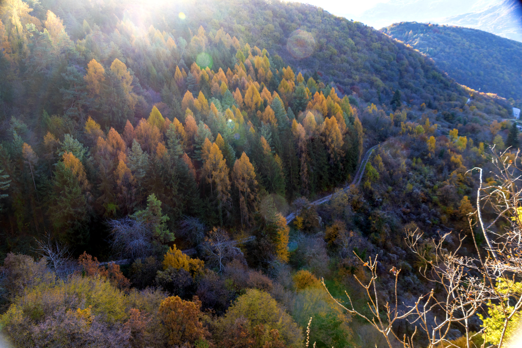 Mattino nel bosco d'autunno