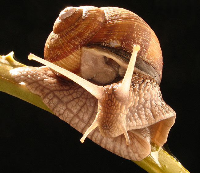 Ma non si pu� mai stare in pace!