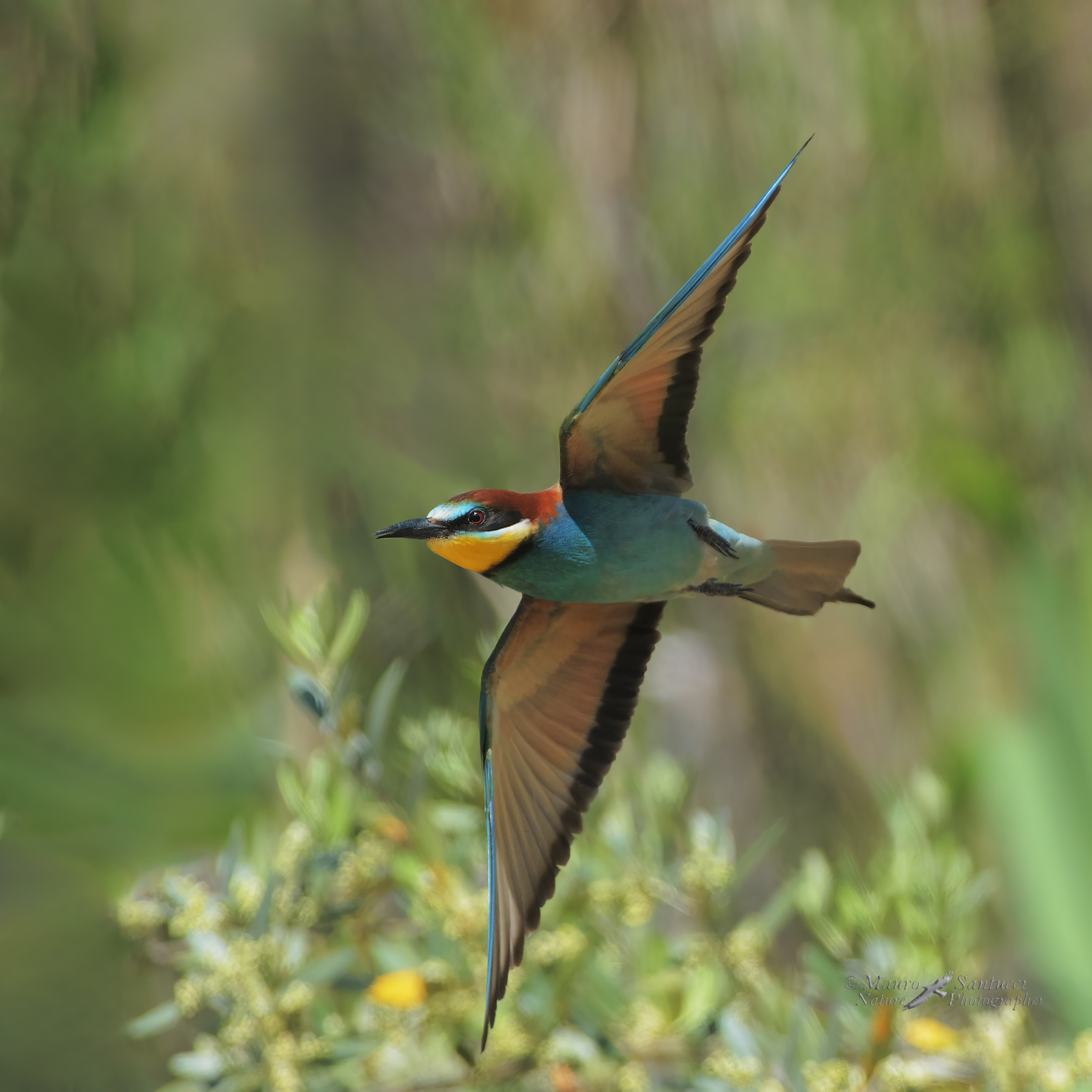 Gruccione-in-virata_DSC6827