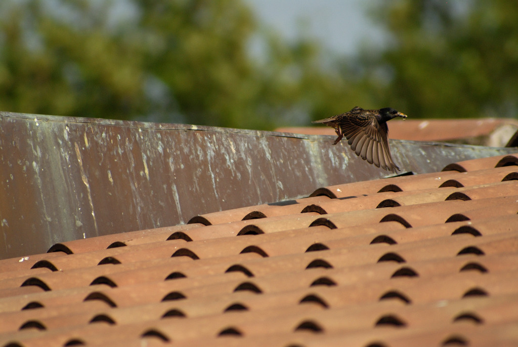 ma che uccello � ?