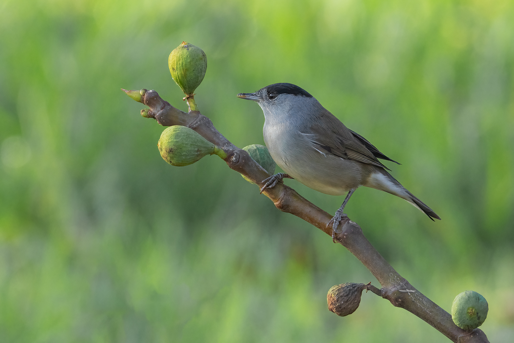 Capinera_Sylvia-atricapilla_DSC03568
