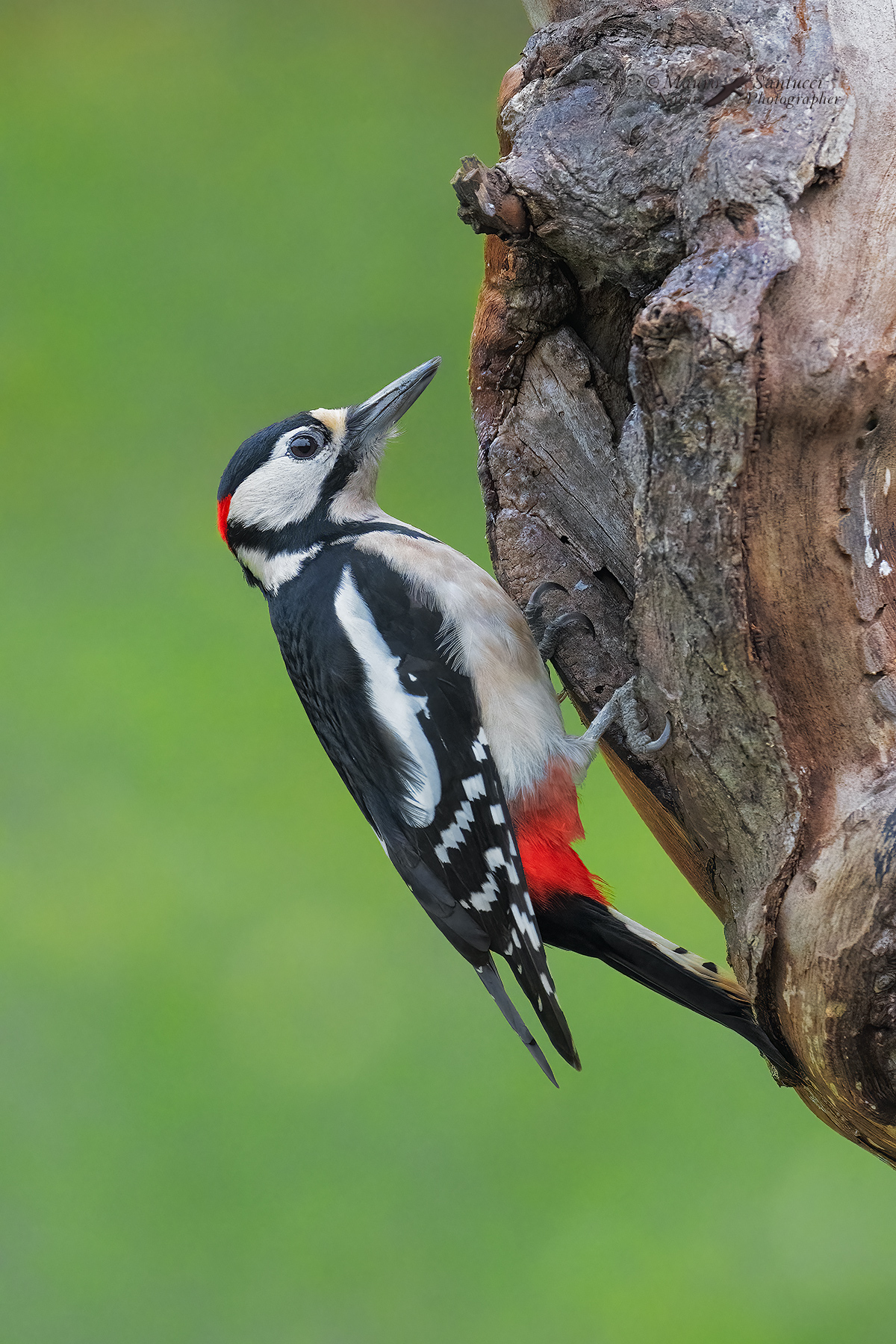 Picchio-rosso-maggiore-maschio_DSC03416
