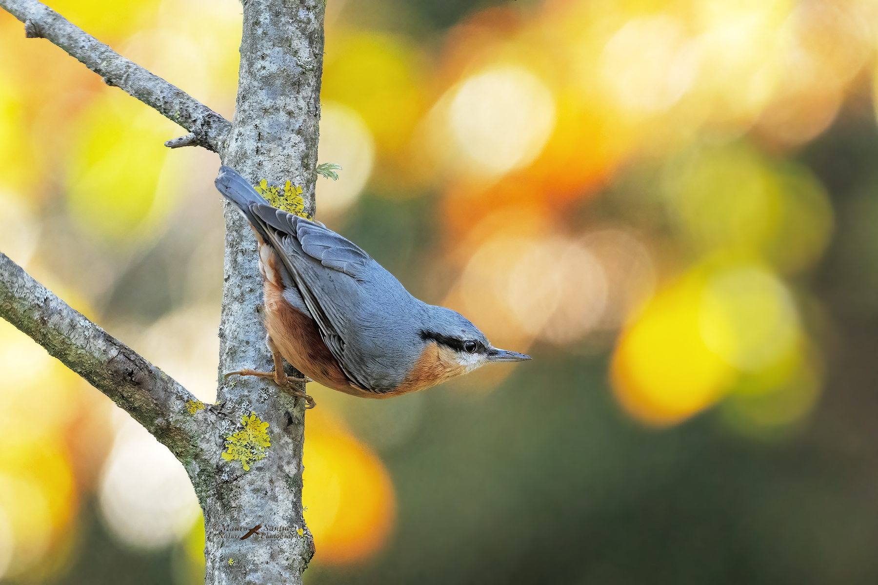 Picchio-muratore_DSC03733