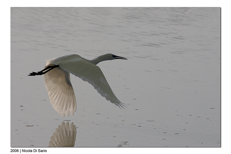 Garzetta al tramonto