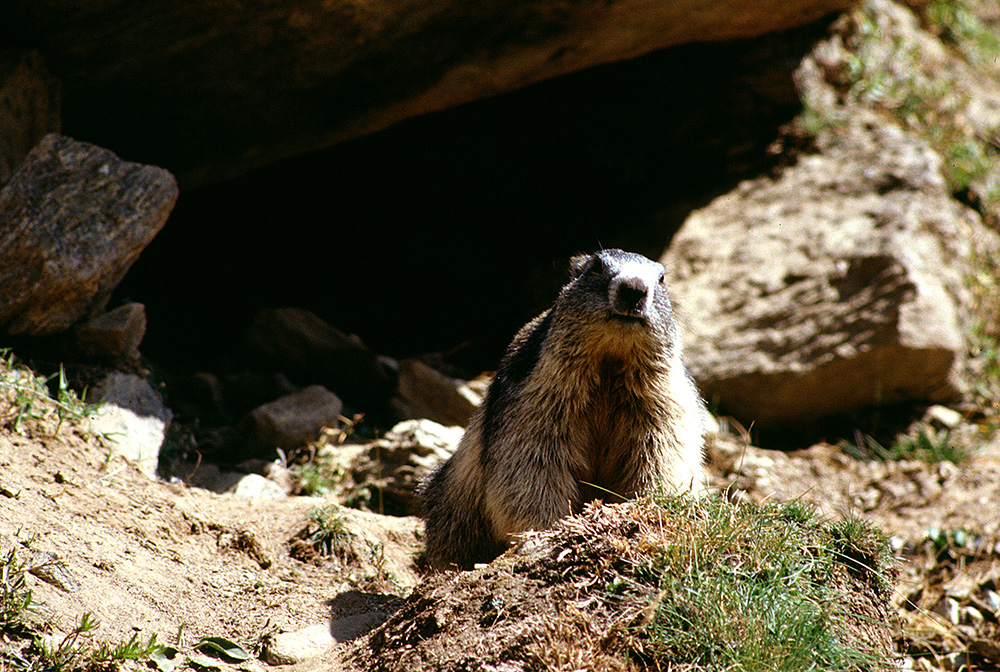 Marmotta curiosa