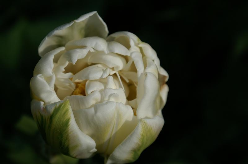 tulipano "principessa d'Olanda"