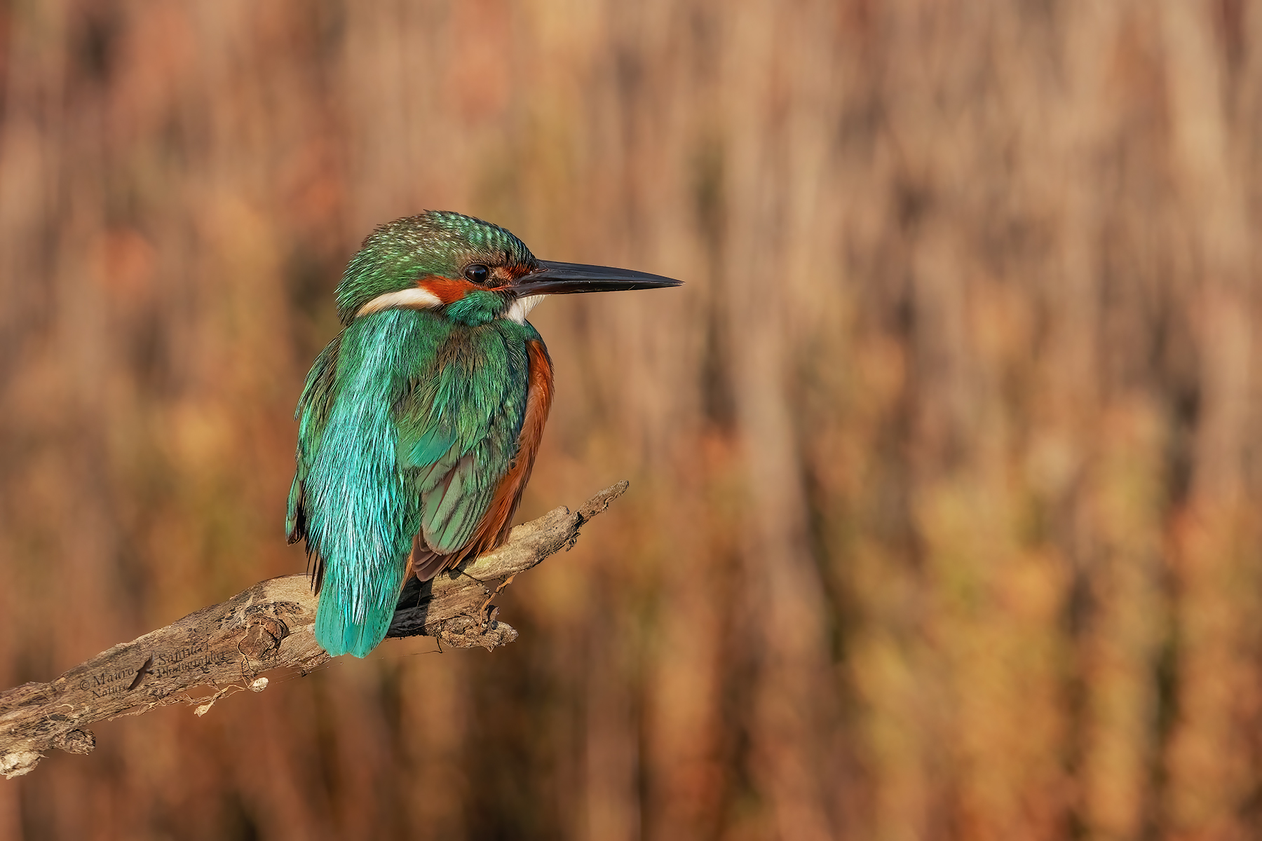 Martin-pescatore-maschio_DSC05310