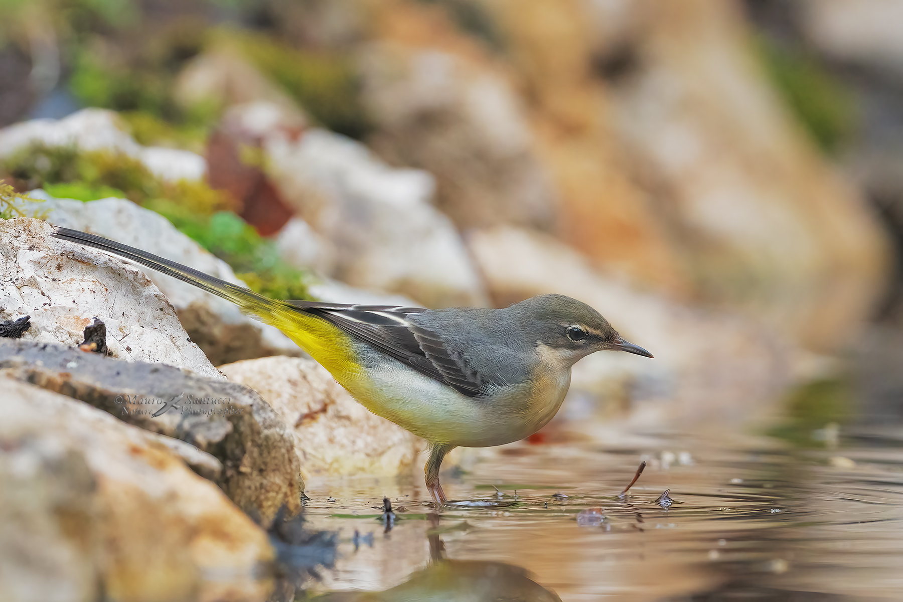 Ballerina-gialla_Motacilla-cinerea_DSC05080