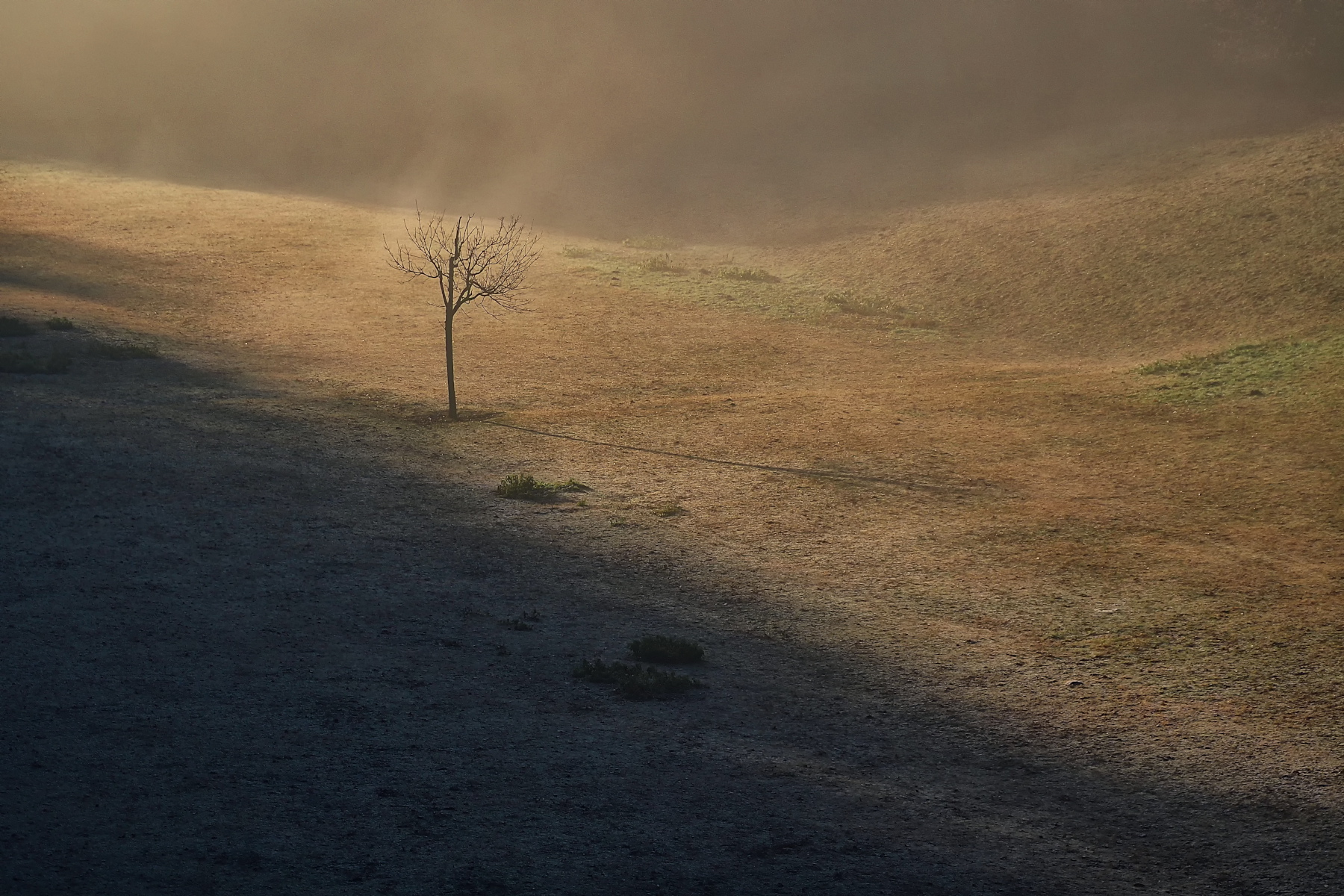 Piccolo albero spoglio e solitario