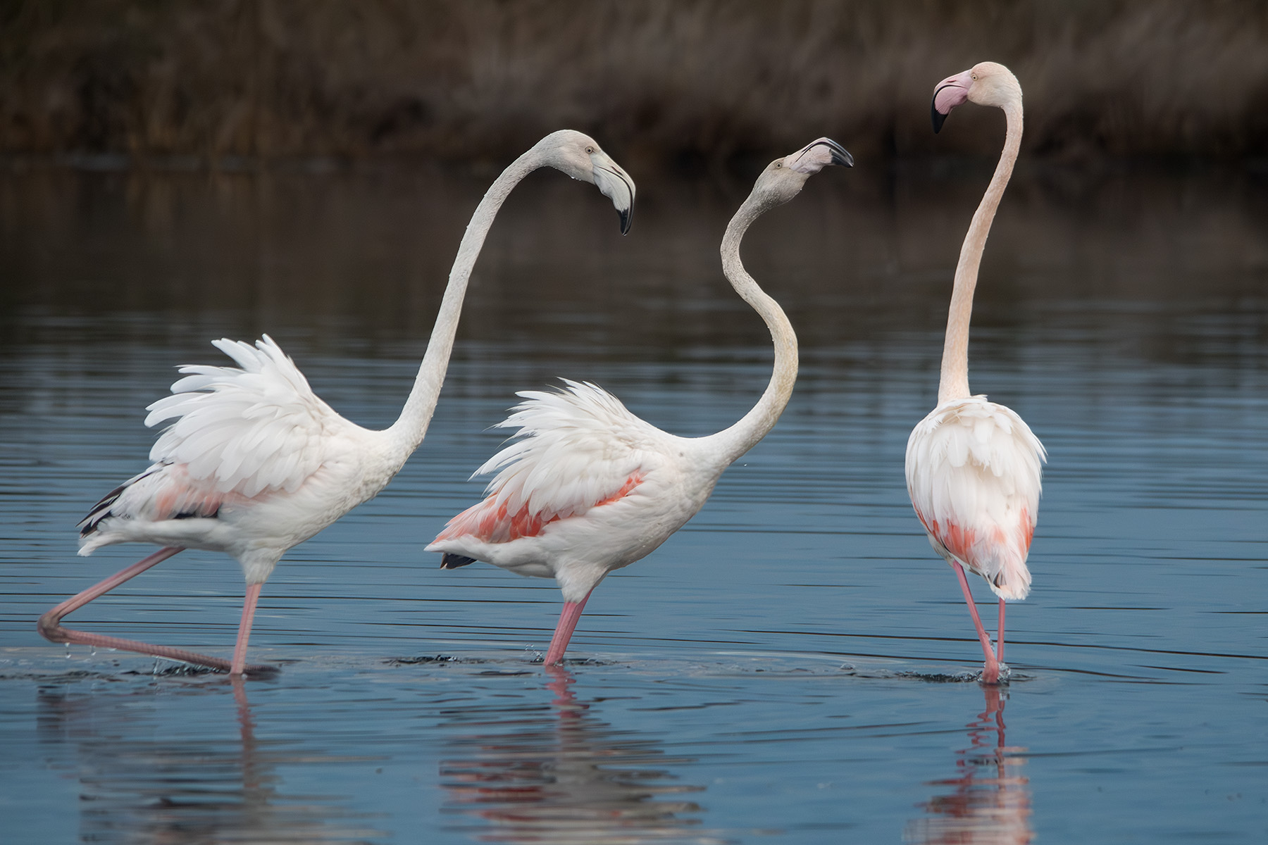 Avifauna_Sabaudia_LT_Dic2023_1