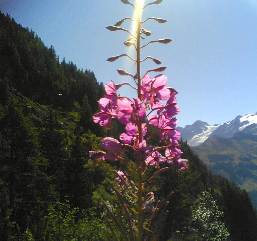 fiore di chamonix