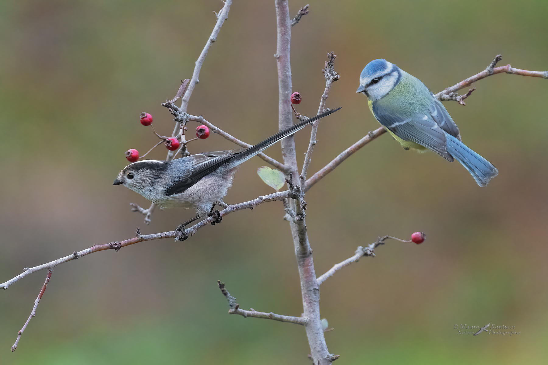 Il-Codibugnolo-e-la-Cinciarella_DSC05034