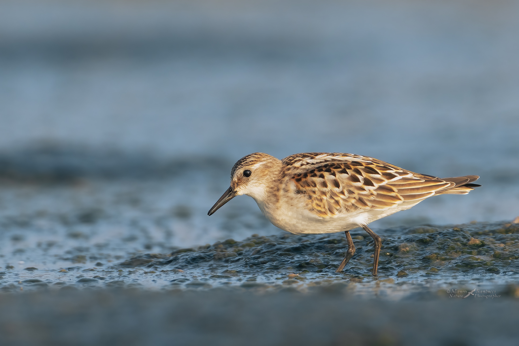 Gambecchio-comune_DSC08040