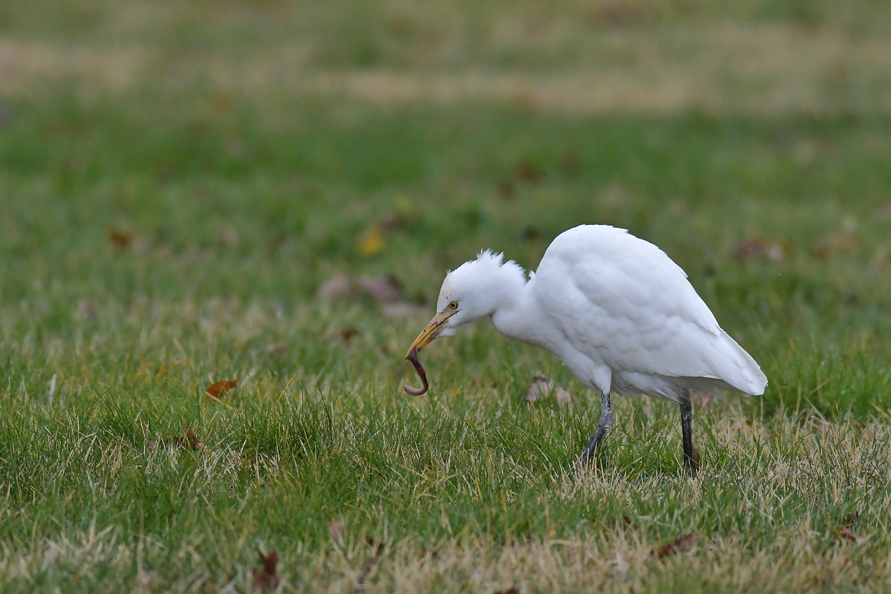Guardabuoi con preda