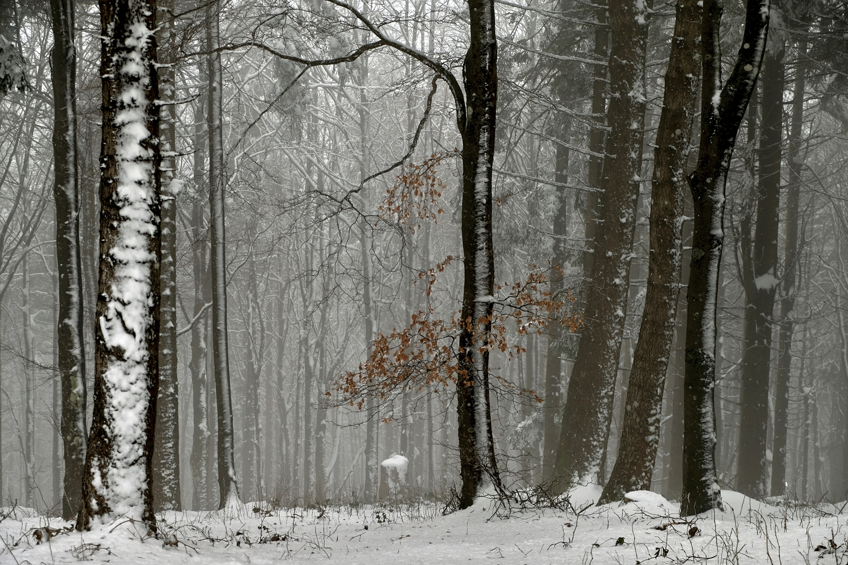 alla Corte di Re Inverno