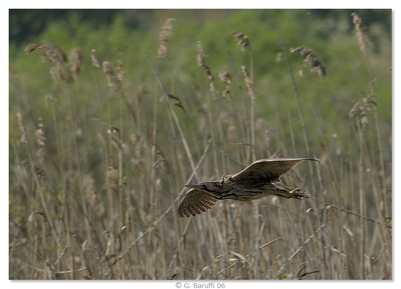 Eccolo il vero fantasma della palude...