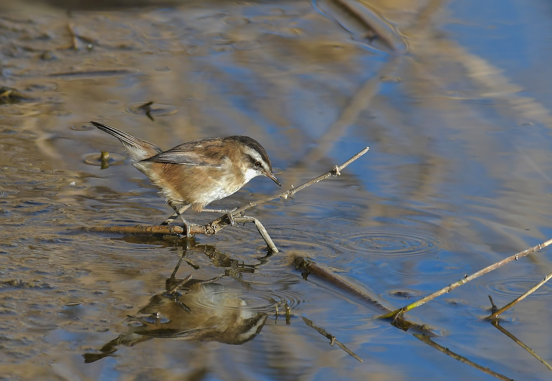 Forapaglie castagnolo
