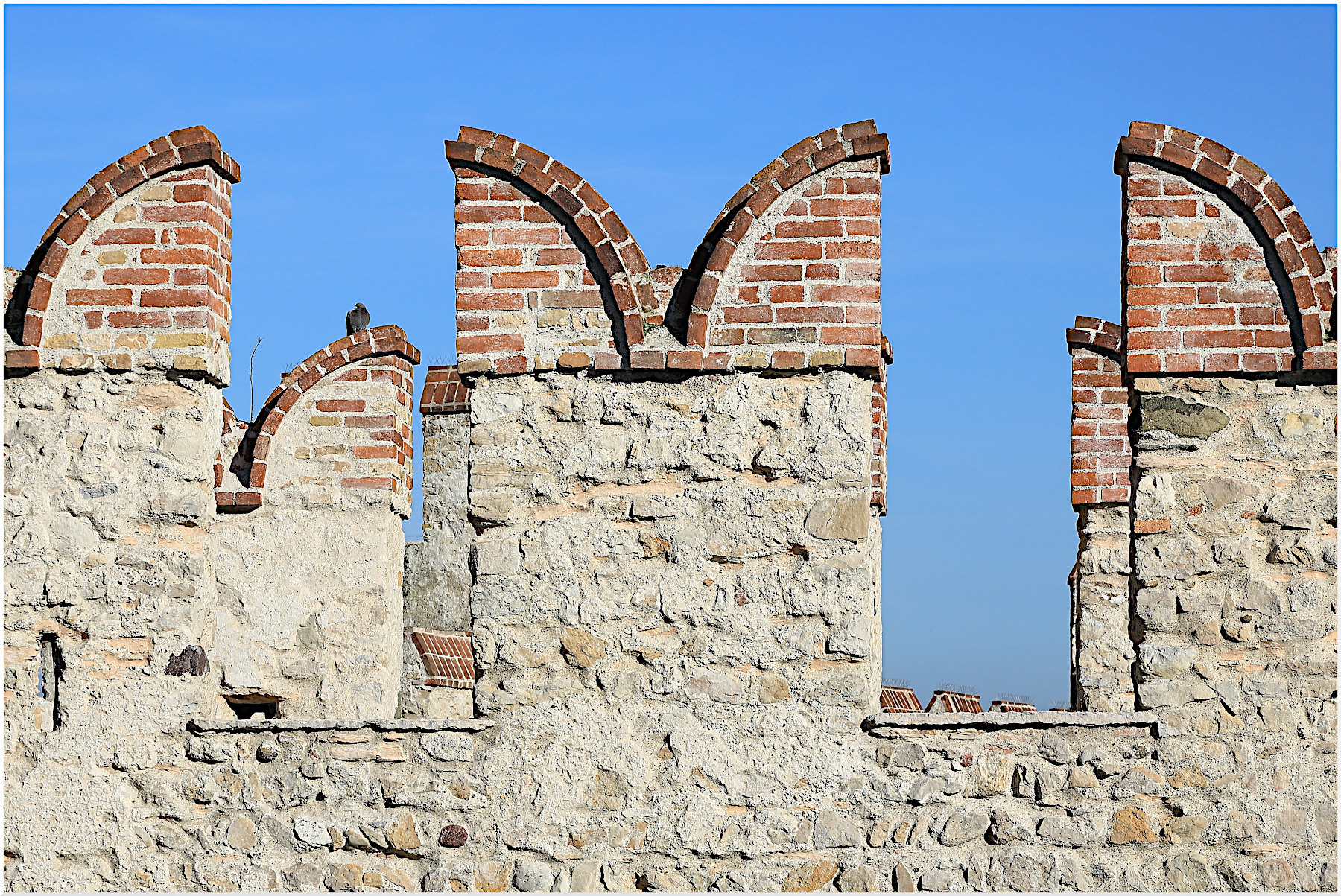 piccione e... merli...