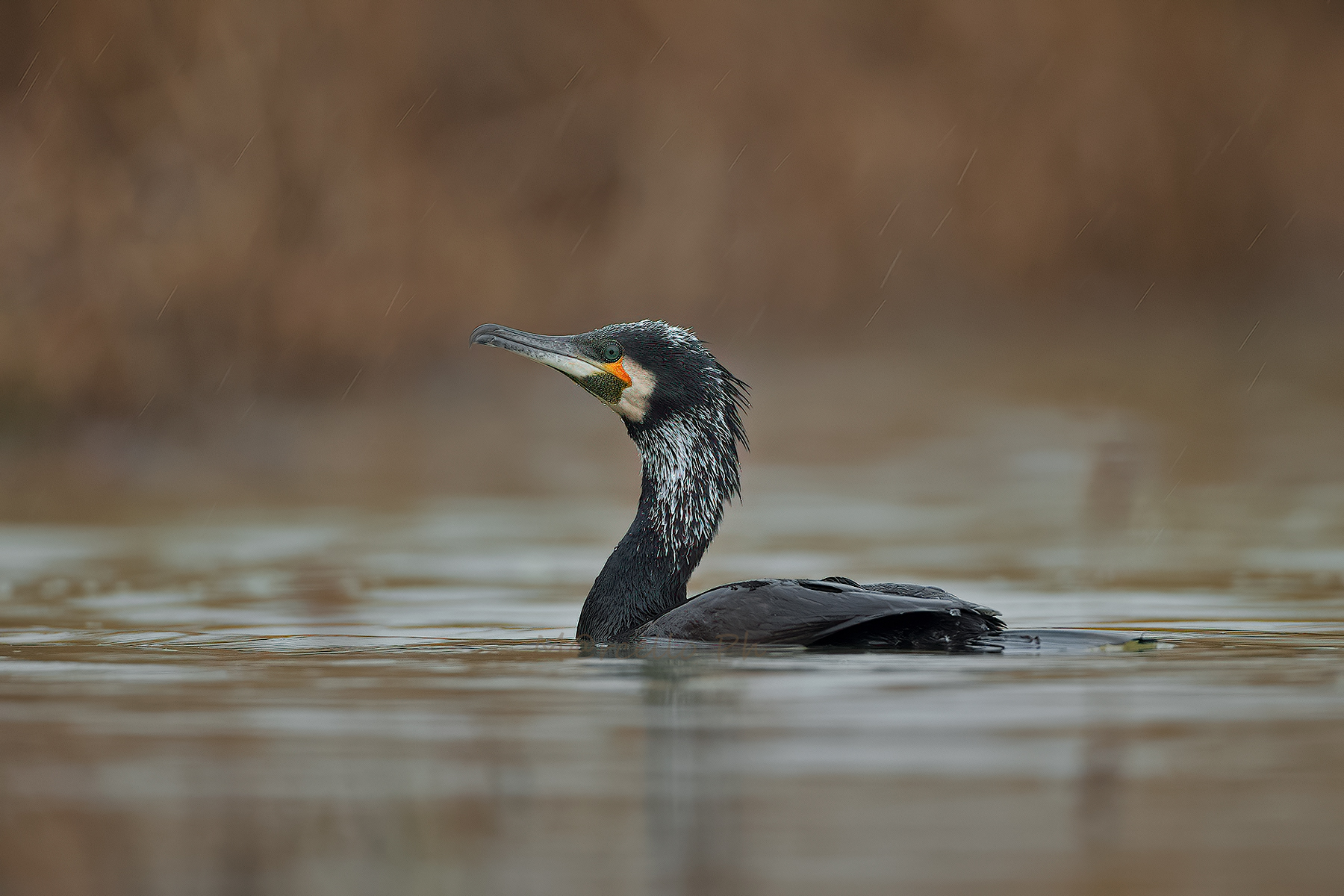 Cormorano in abito nunziale.
