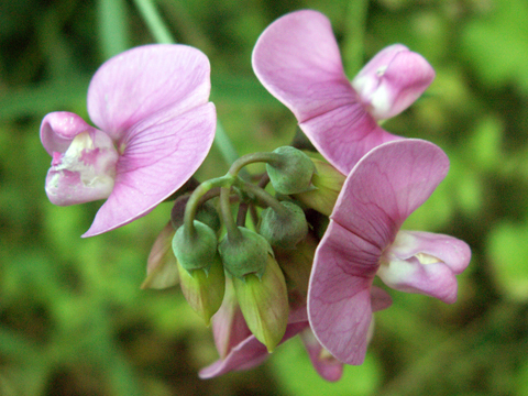 Violetta selvatica