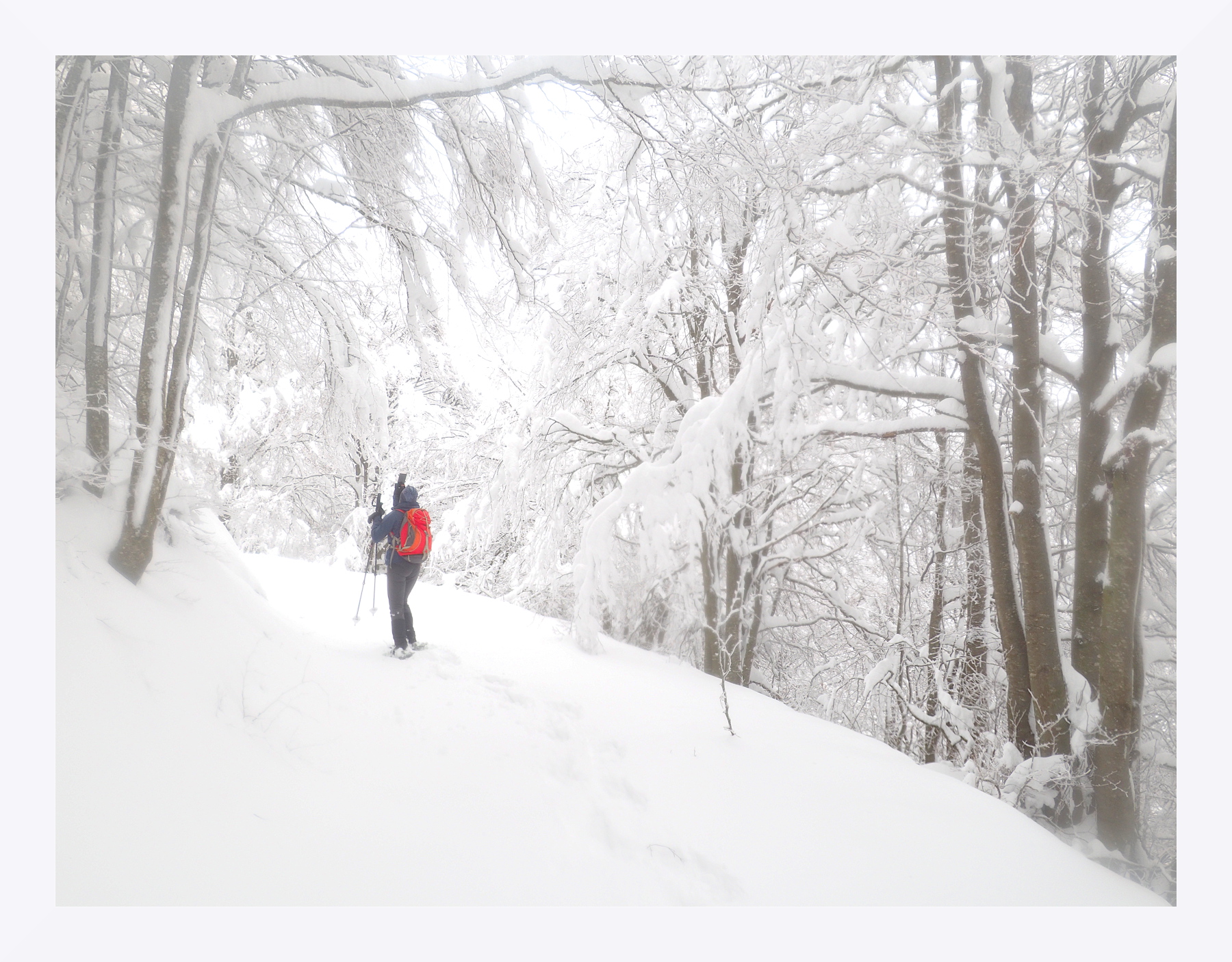 Nell'inverno di montagna