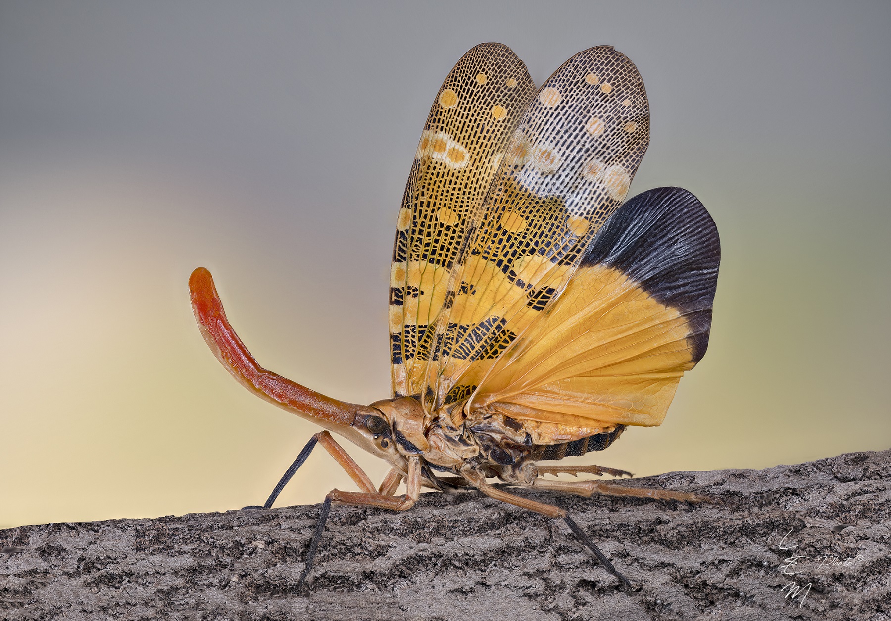 Pyrops candelaria (Linnaeus, 1758)