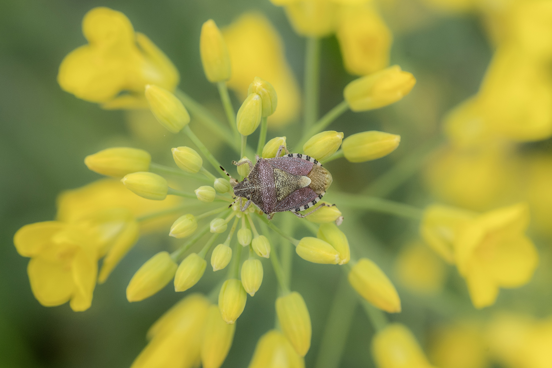 Accenno di Primavera, Mar2024