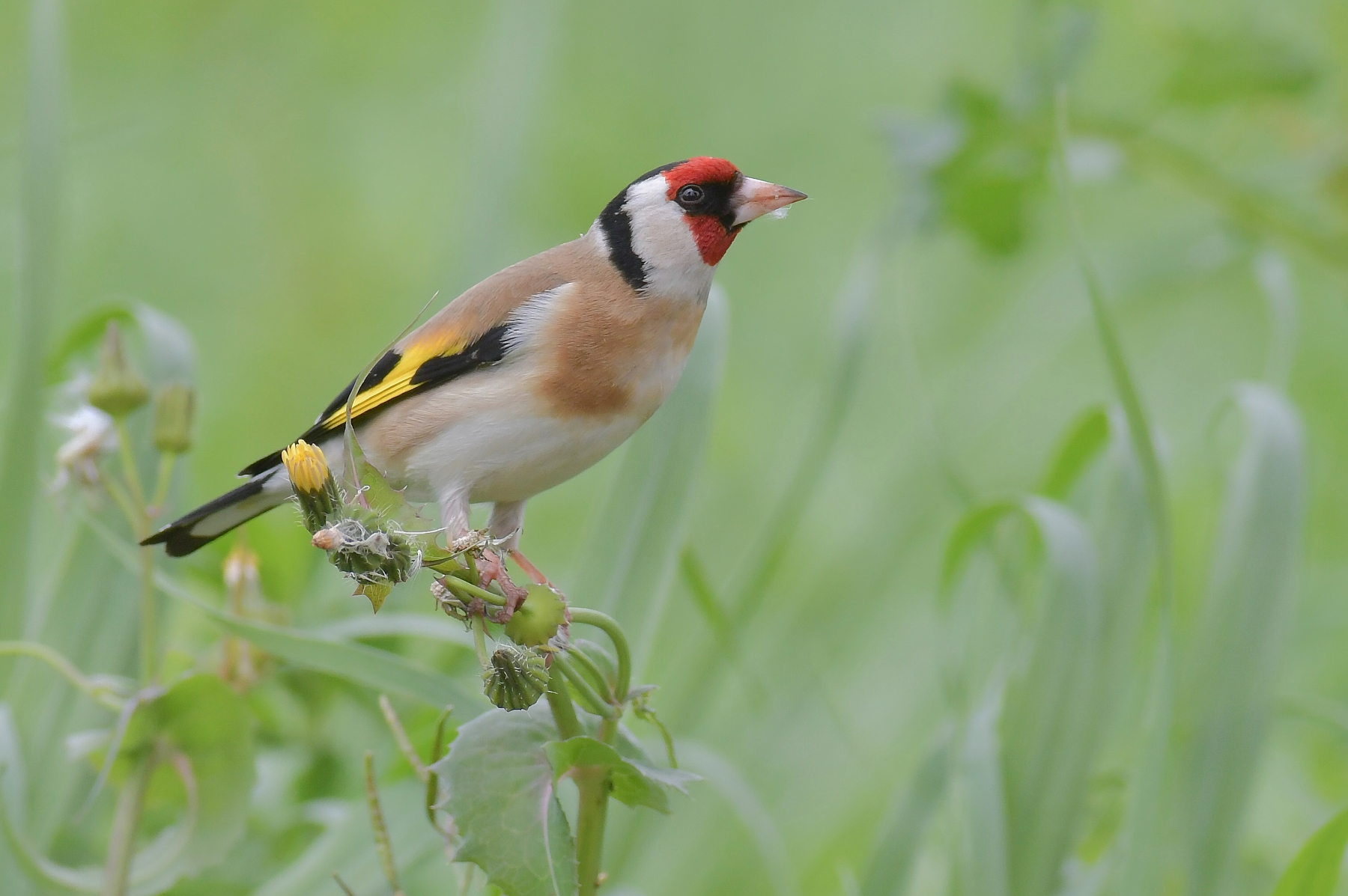 Cardellino in aliment/azione