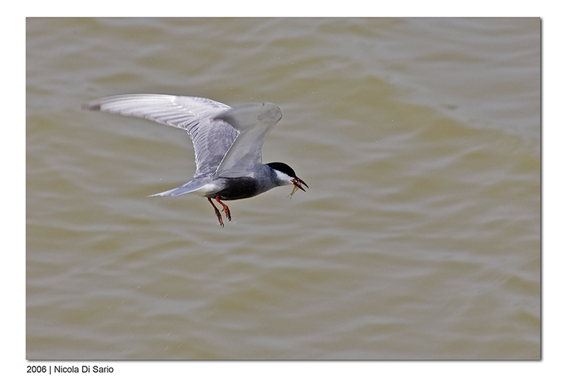 Mignattino Piombato a pesca