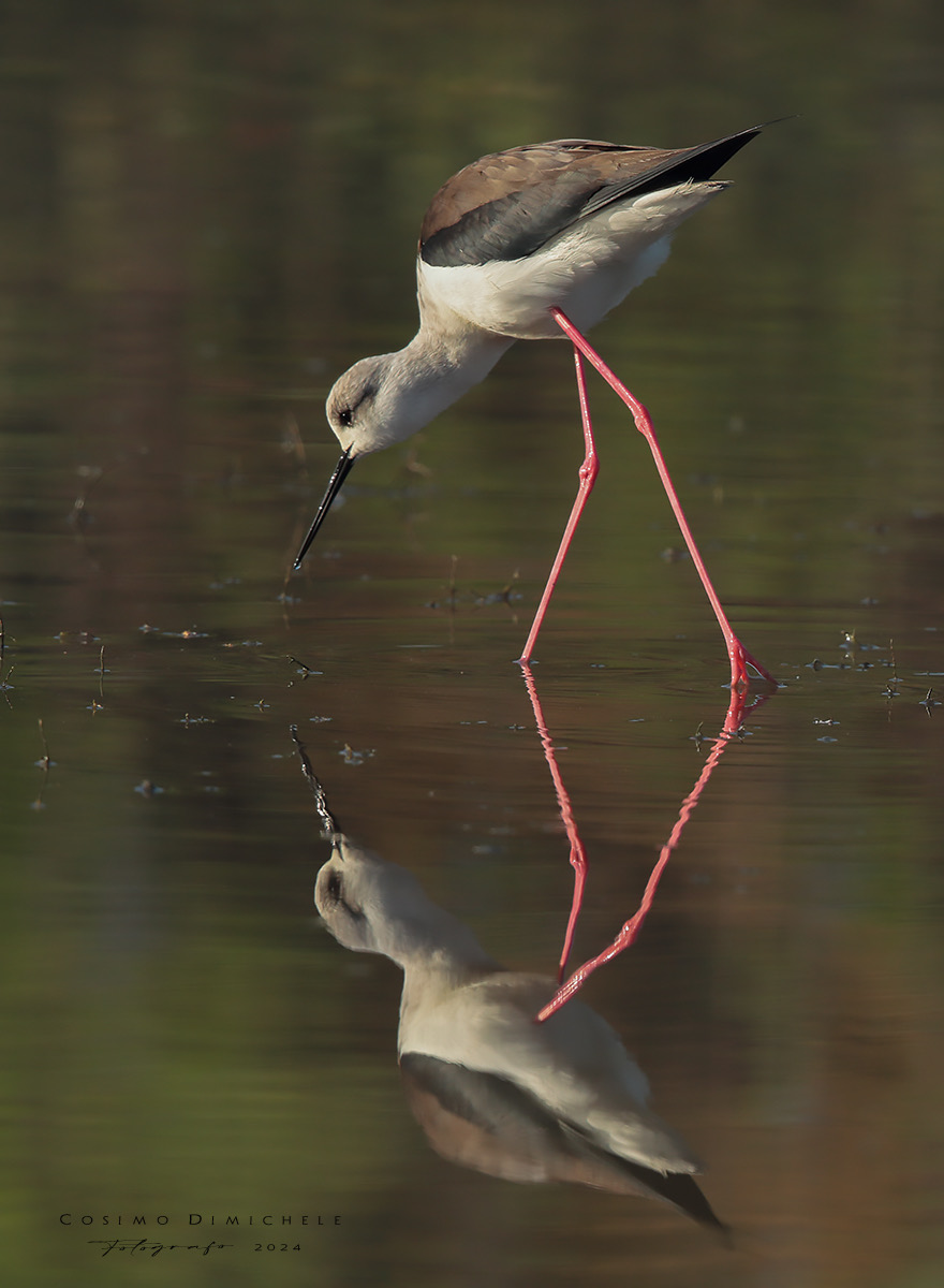 Cavaliere d�italia