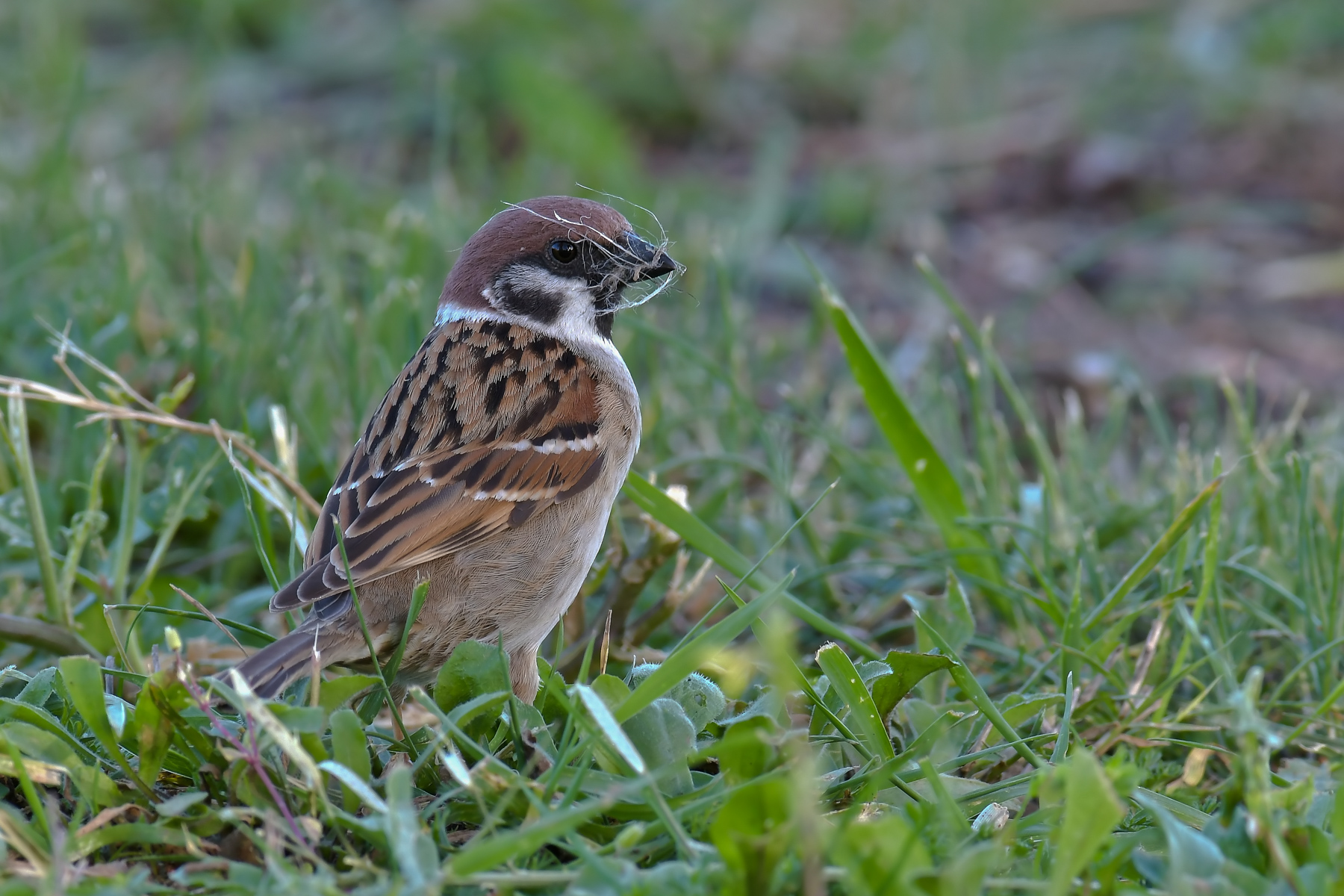 La mattugia prepara il nido