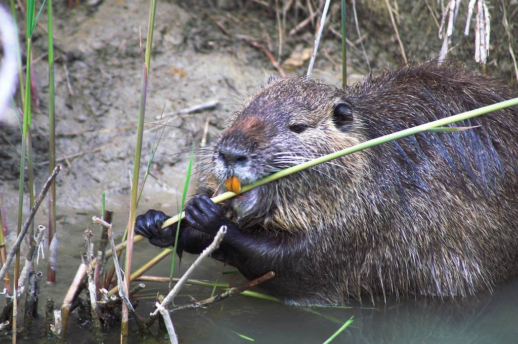 Nutria